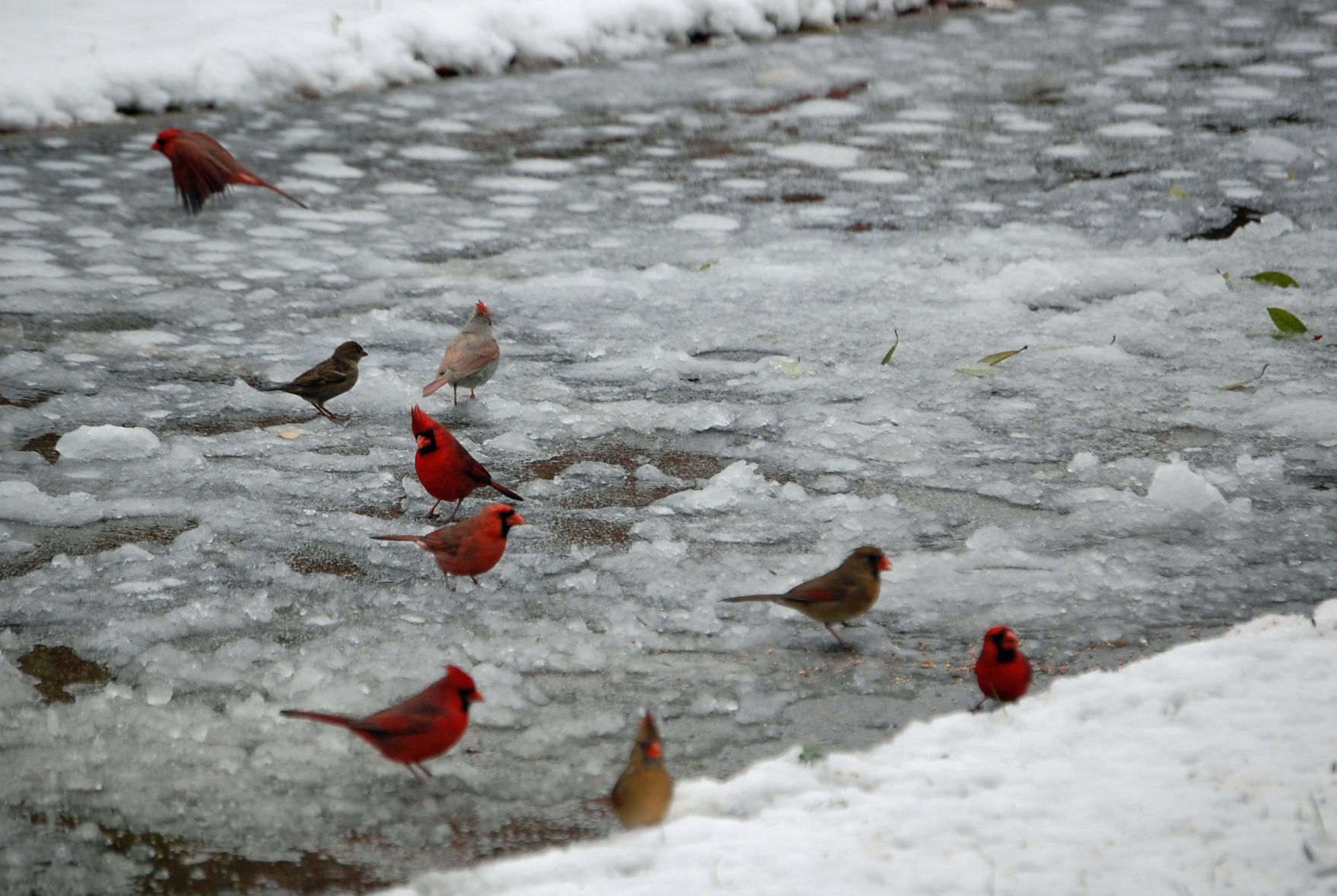 121108 cold cardinals1 mhh.jpg